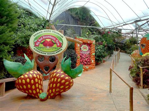 大鬍子草莓園如何與夢幻仙境的交錯